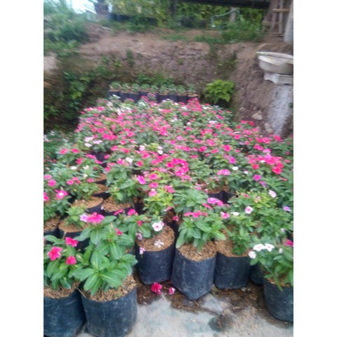 Tanaman Bunga Vinca (Catharanthus roseus ) Tatto Papaya - FloristaJavanica