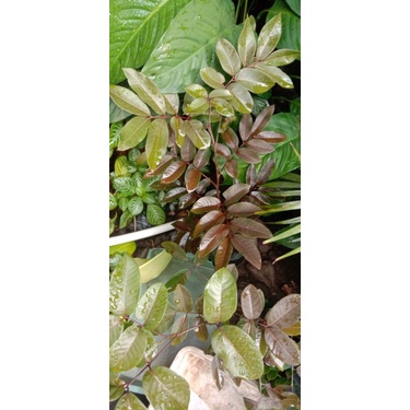 BIBIT KELENGKENG MERAH / BIBIT KELENGKENG UNGGUL