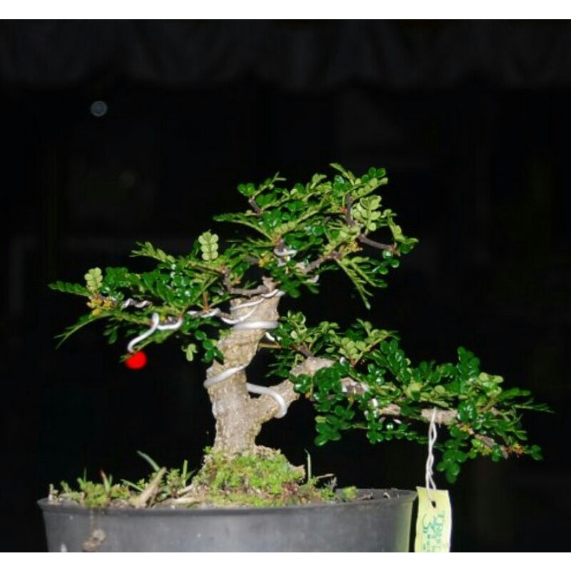 tanaman bonsai lada lada siyap pajang siap tampil - TitipBibit