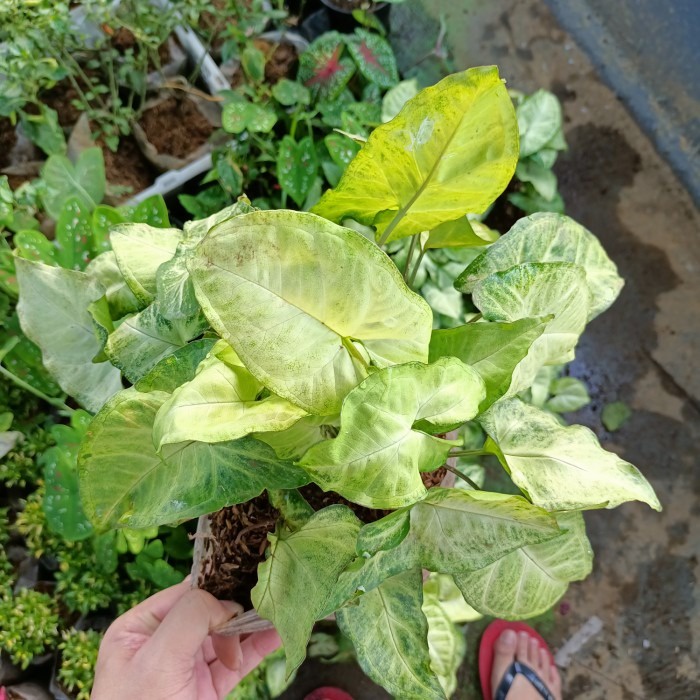 tanaman hias singonium batik, singonium merah, foto asli, tanaman daun