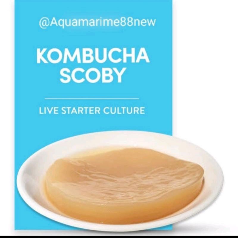 

SCOBY KOMBUCHA 2 PCS (BUY 1 GET FREE 1) PAKET LENGKAP