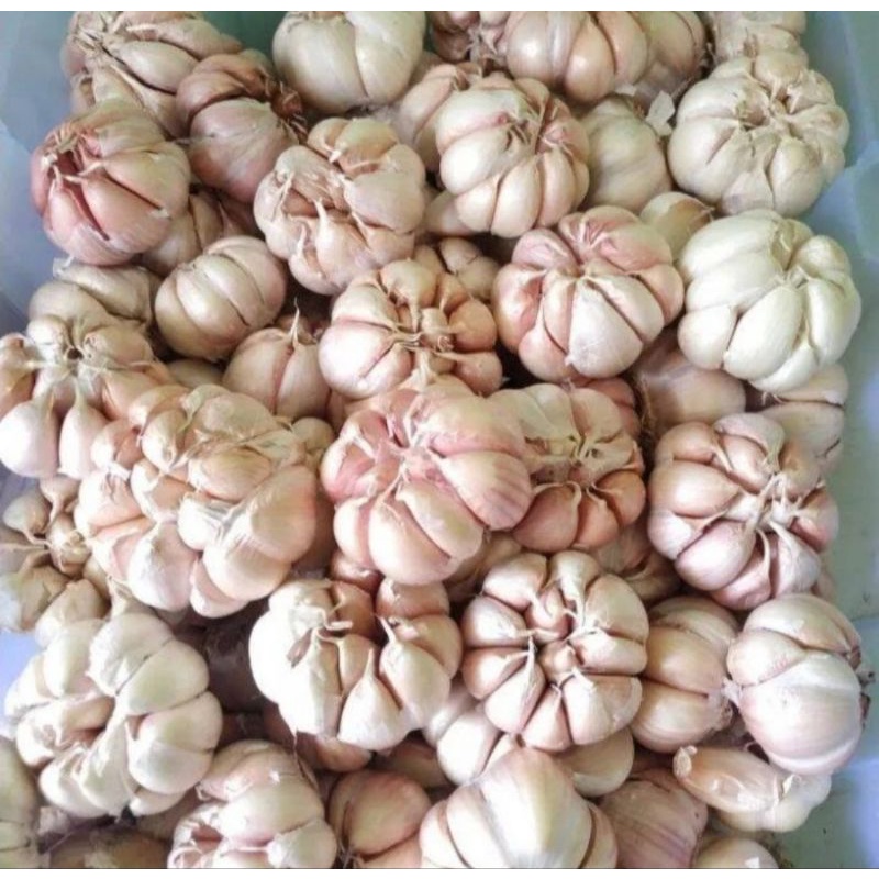 

Bawang putih bulet