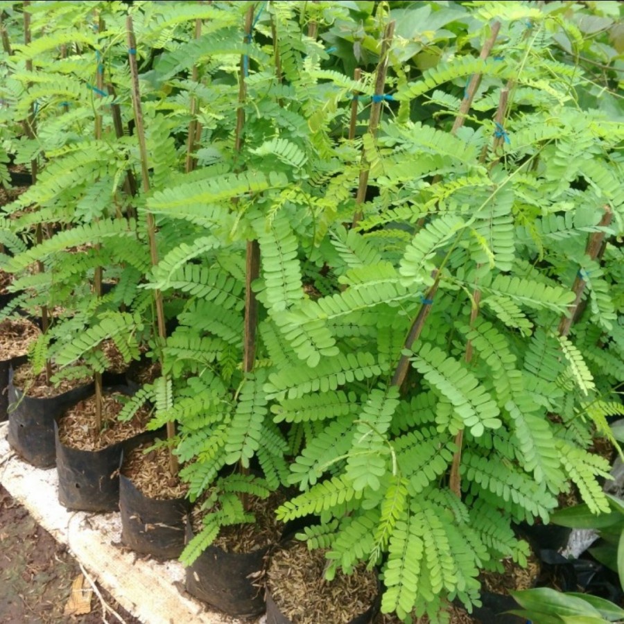 Bibit Tanaman Daun saga / Pohon Saga / Daun Obat Herbal / Bibit saga pohon