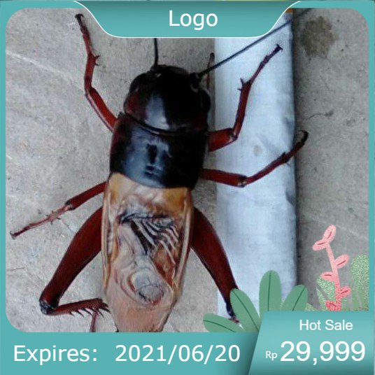 jangkrik kalung aduan