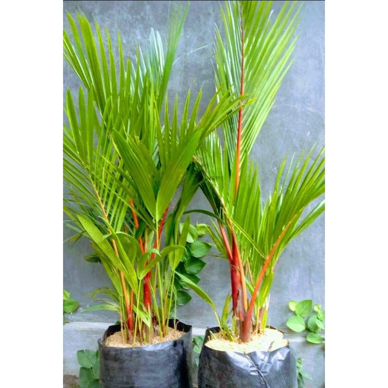 ( TERMURAH) Palem Merah Asli // Tanaman Hias Palem Merah // Pohon Palem Merah