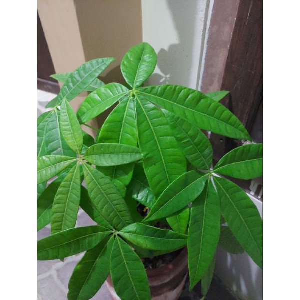 tanaman pachira aquatica money tree (penghias rumah) pacira  - TitipBibit