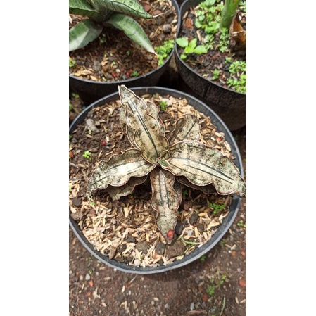 Sansevieria Kirkii brown