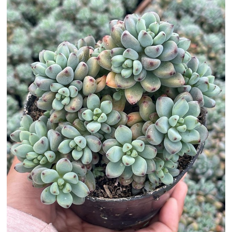 Sukulen Sedum Hernandezii Blue