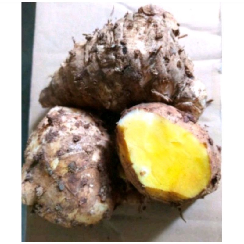 

biang temu mangga 1kg