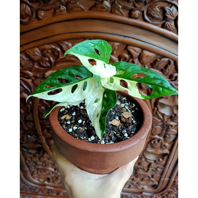 janda bolong varigata