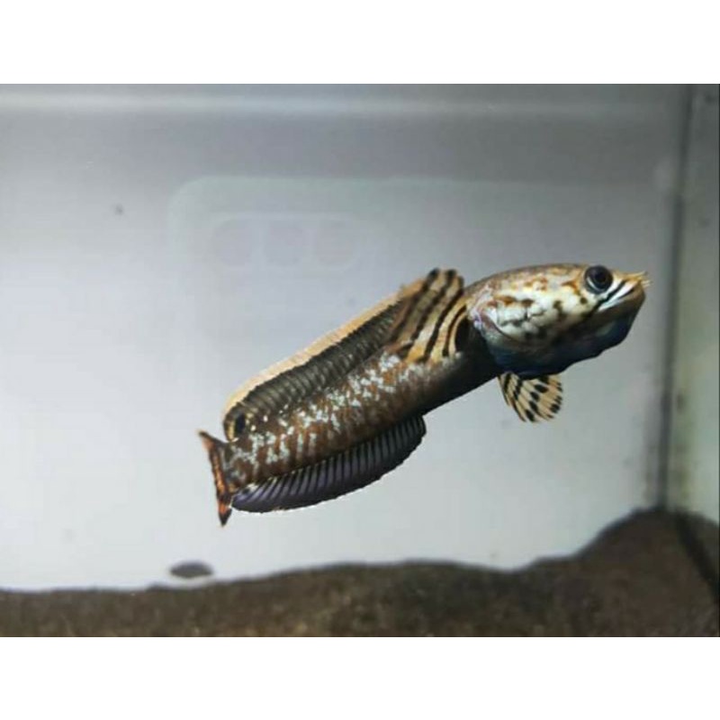 Bleheri (RAINBOW) WC import 10-14cm Bisa Sepasang (siglle tank)