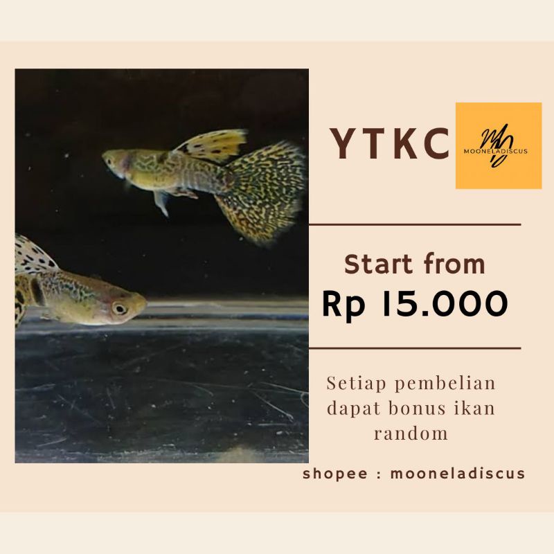 packing Styrofoam ikan Guppy yelow Tiger king cobra