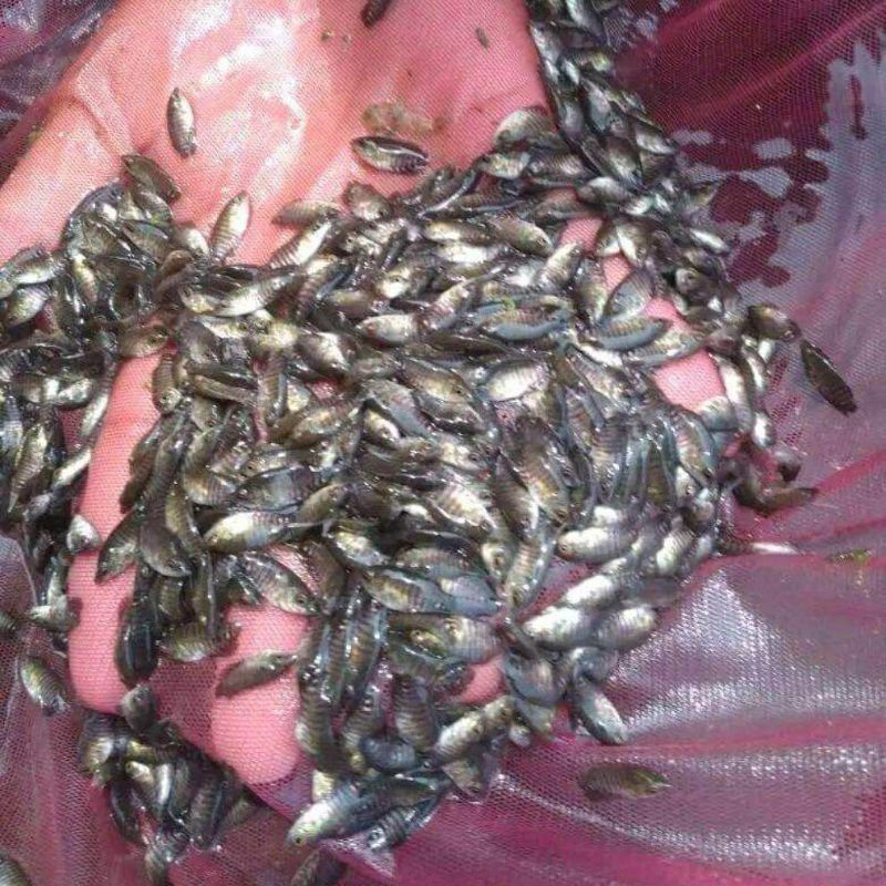 bibit ikan gurame 100 ekor