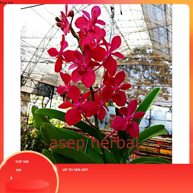 Anggrek Vanda dewasa warna merah