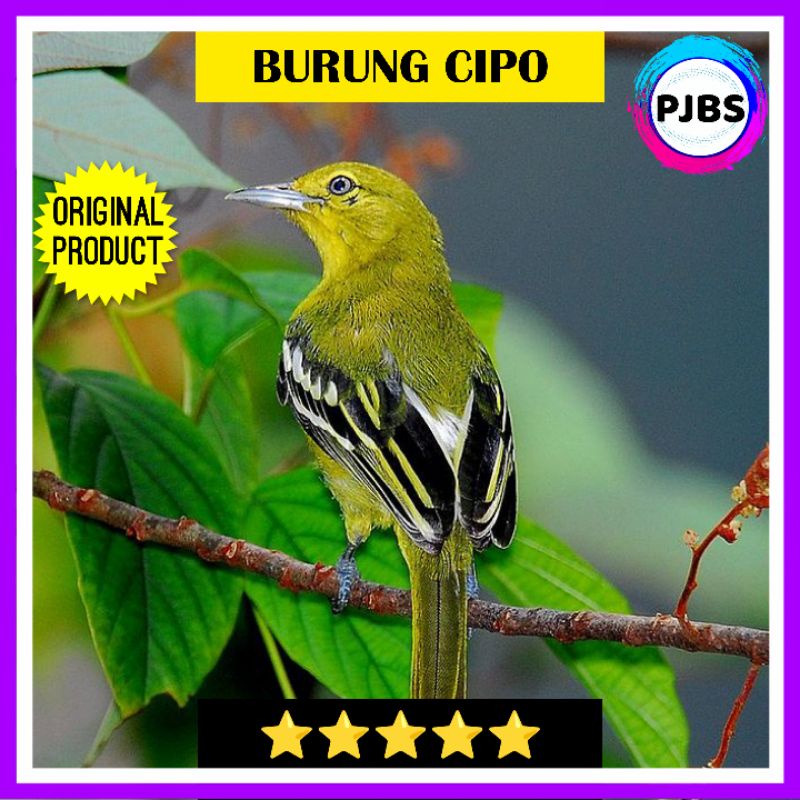 BURUNG CIPO CIRTU BAHAN JANTAN bukan ciblek prenjak tledekan
