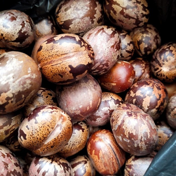 biji pohon karet benih, biji karet kerajinan tangan, biji karet aduan
