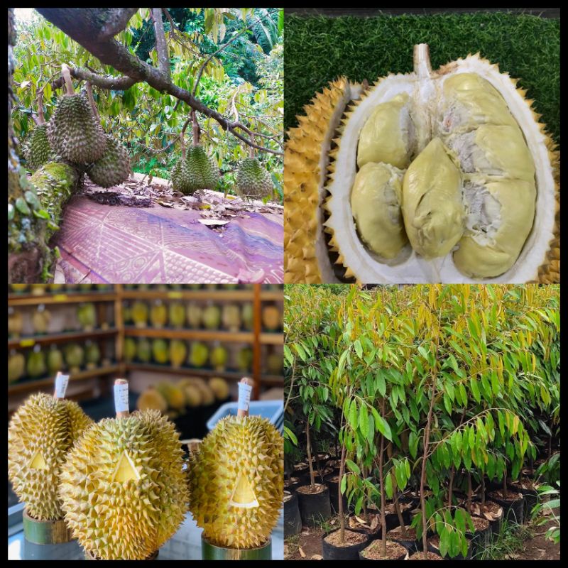 Bibit Durian Petruk Batang Besar Ukuran 1 Meter Siap Berbuah