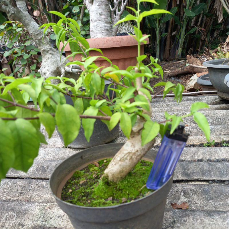 Anput bonsai small