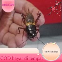 Jangkrik Aduan Jliteng | Jangkrik Jrabang pengusir tikus