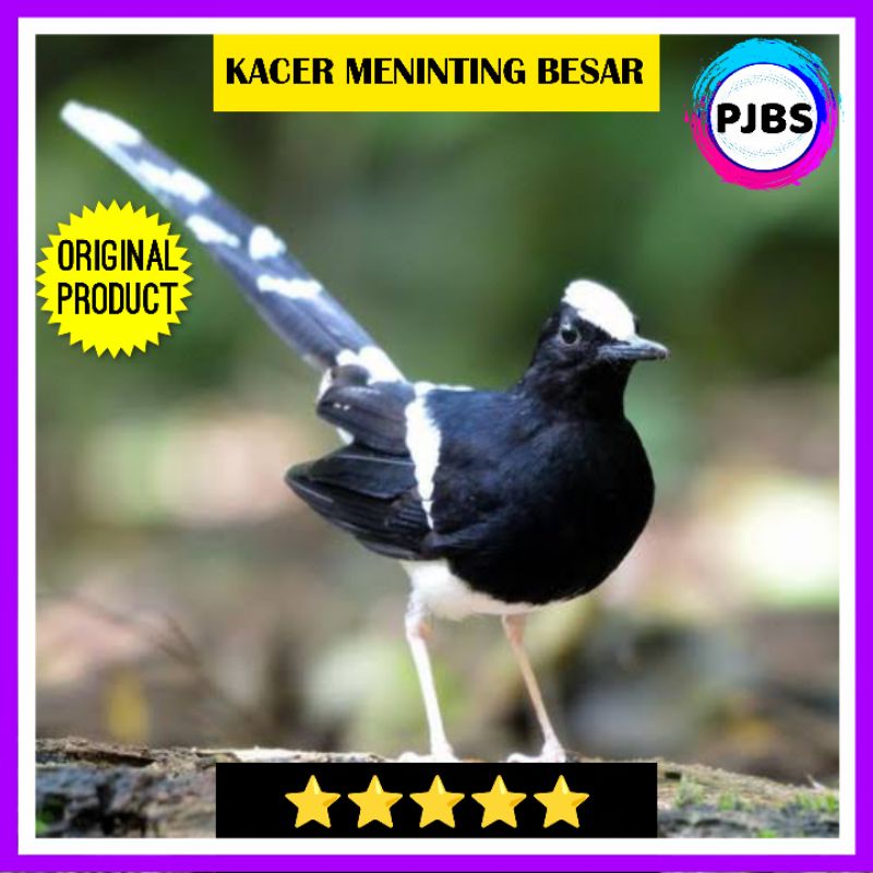 KACER MENINTING BESAR JANTAN bukan jabar jatim