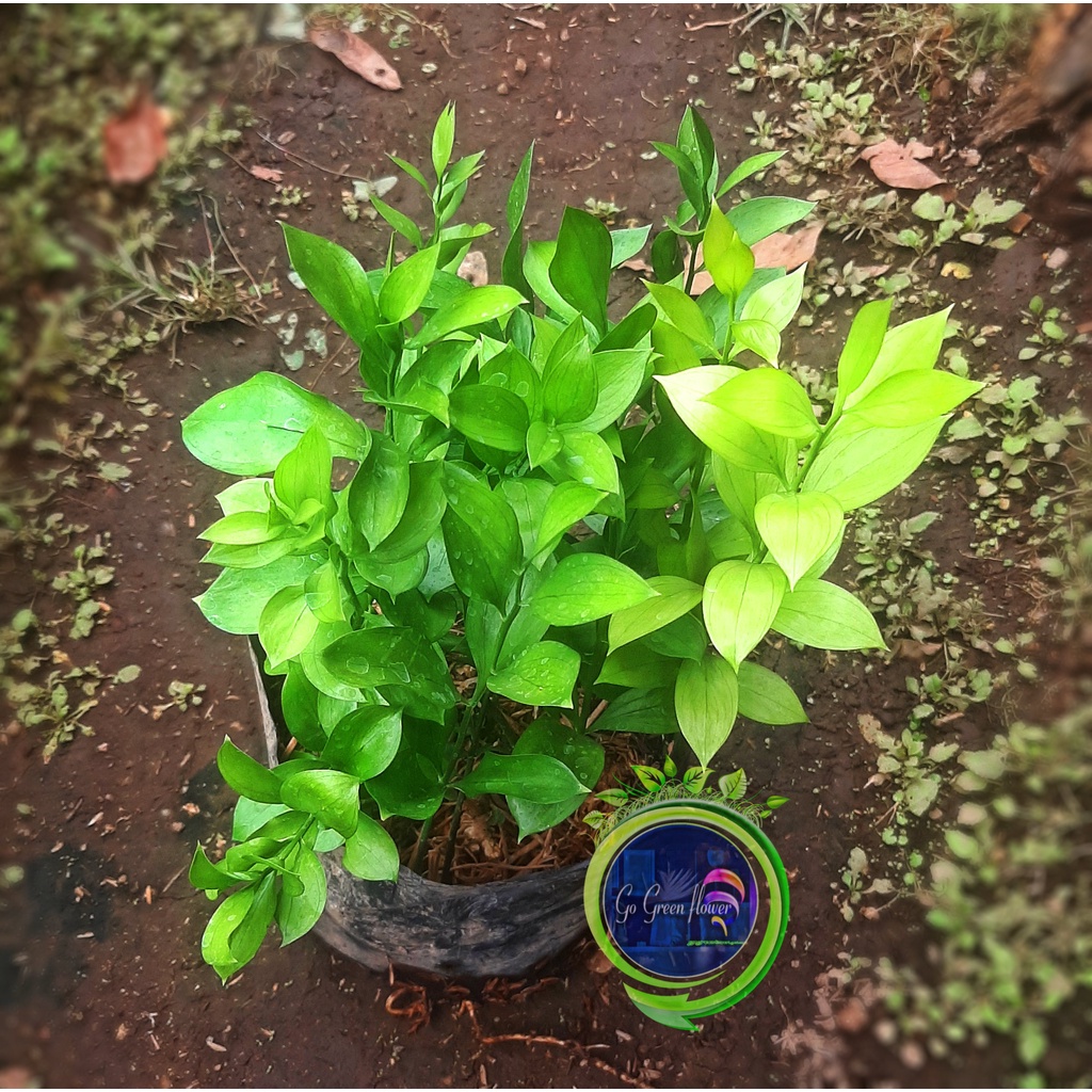 RUSKUS BIBIT TANAMAN Ruscus hypophyllum BUNGA DEKORASI daun rangkaian dekorasi liliceae RANGKAIAN BU