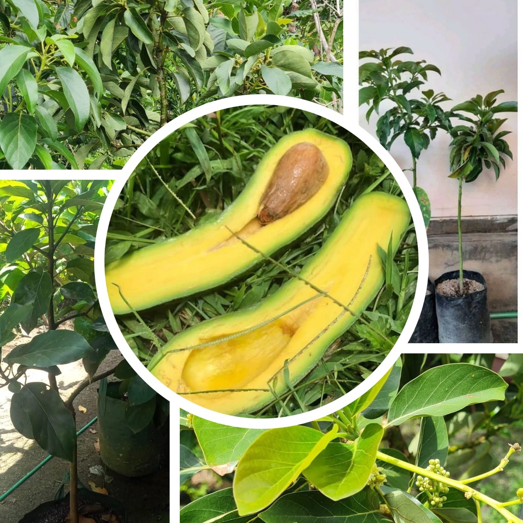 PROMO Bibit Alpukat Kelud - Subang Tinggi 1 Meter Up