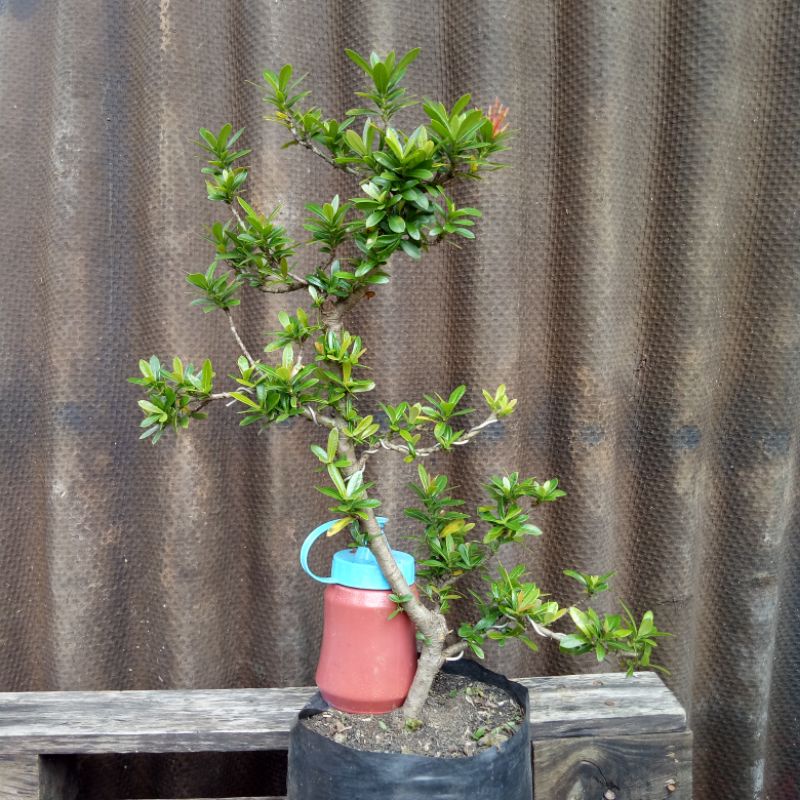 tanaman bunga asoka / bahan bonsai asoka sesuai gambar.