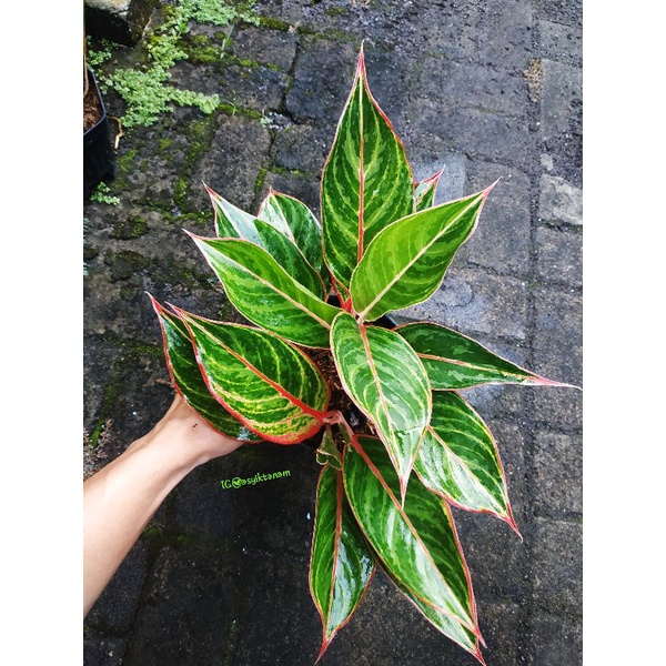 AGLAONEMA EMERALD DRAGON