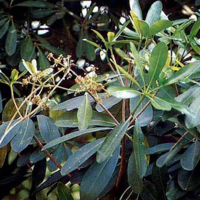 

Herbal Daun Pule Segar | Daun Pohon Lame Basah