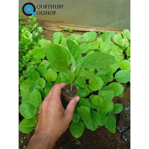 (10 POHON) BIBIT TERONG LALAP - BIBIT TERONG LALAP HIJAU - BIBIT TERONG LALAP SIAP TANAM - BIBIT TER