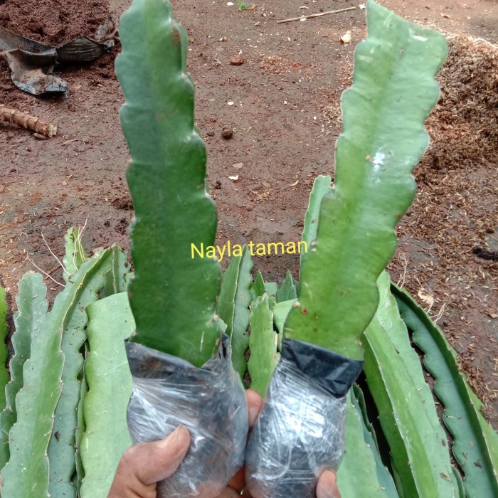 Bibit Pohon Buah Naga-Pohon Buah Naga sukses