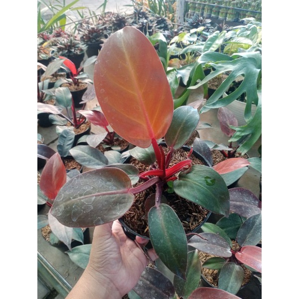 Tanaman hias philodendron red cherry