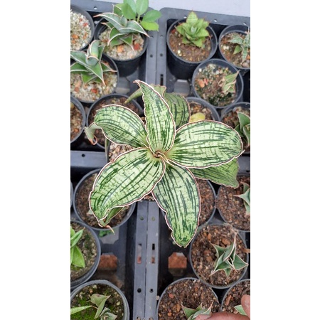 Sansevieria Cleopatra