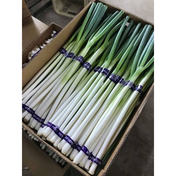 Biji Benih Daun Bawang Jepang Onion Siap Tanam