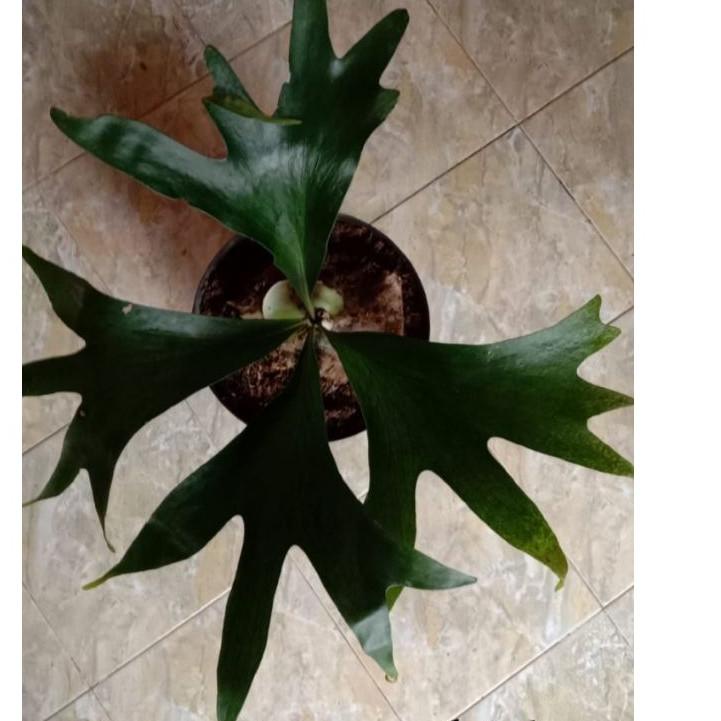 ✿ platycerium(kadaka..doa) ⅎ