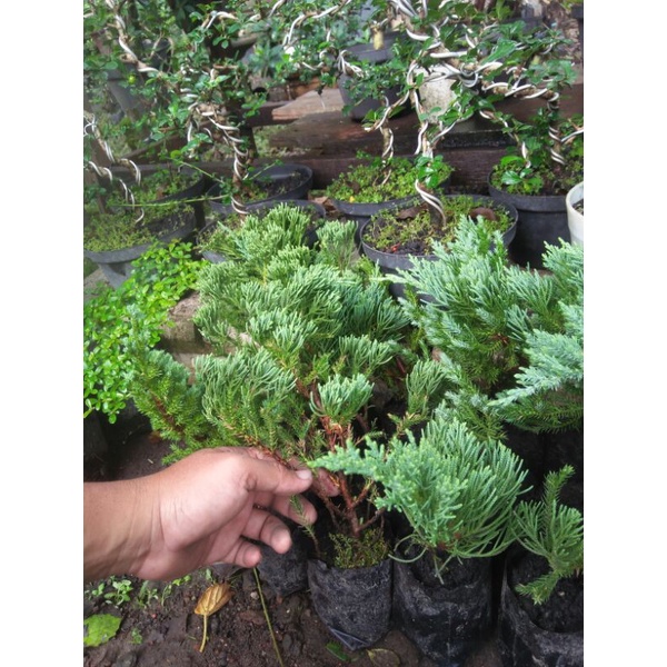 Cemara Blue Sinensis