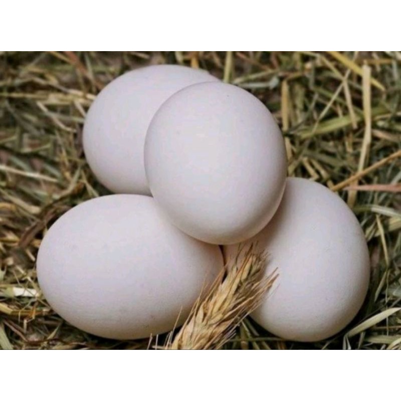

Telur Ayam Kampung/Per Butir