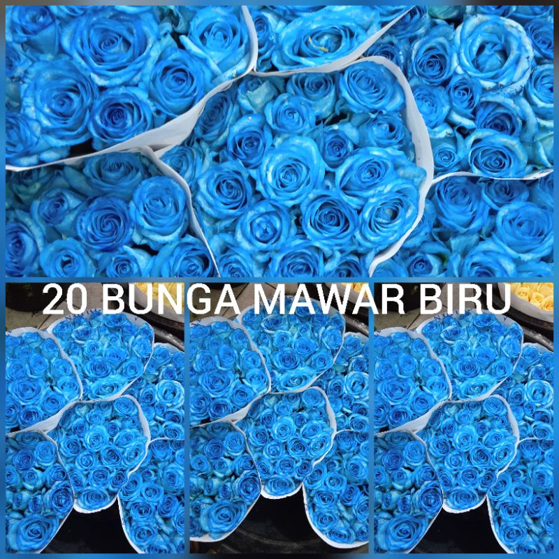 bunga mawar biru 20 tangkai Rose blue bunga potong