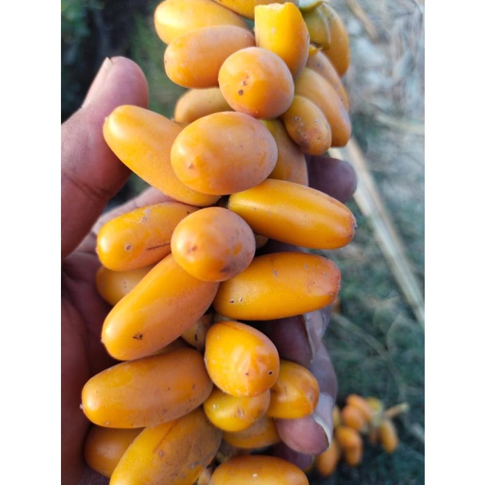 

Kurma Muda Kuning 1 Kg Fresh Mengkel Promil 030