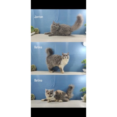 kucing kitten persia flatnose