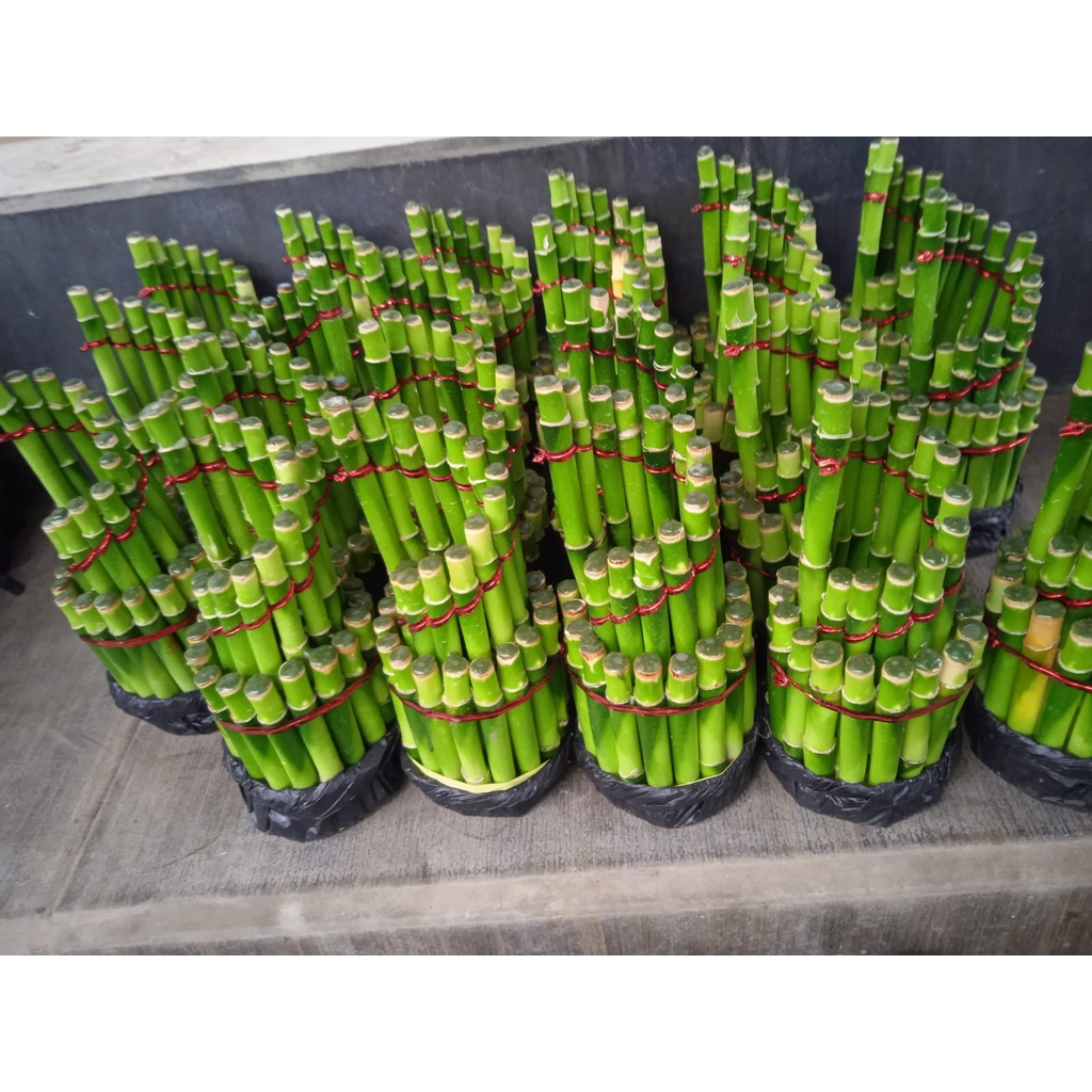 Tanaman Hias Bambu Hoki (dracaena sanderiana)- Bambu Hoki Pagoda