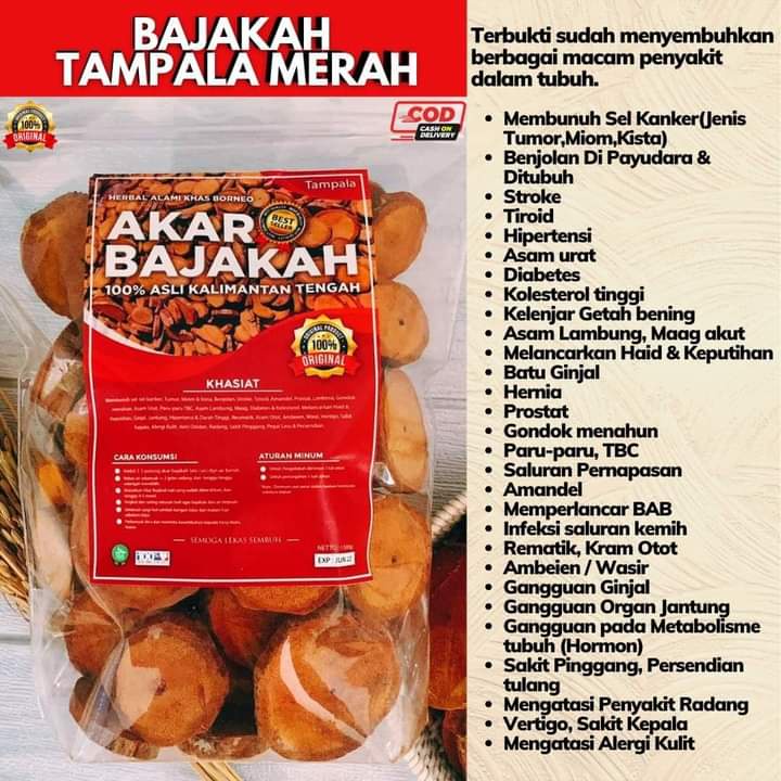 

Akar bajakah asli kalimantan Akar bajakah ramuan tradisional suku dayak kalimantan yang dapat mengobati penyakit kanker serta tumor. Dapat meningkatkan daya imun tubuh berbagai penyakit dan virus. Selain itu kayu bajakah jg dapat mengobati diabetes