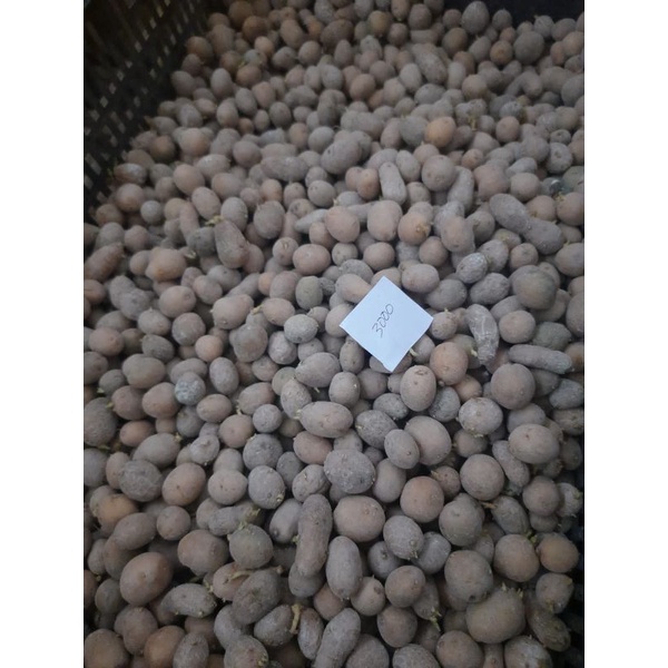 benih kentang G0 Varietas Granola Kembang