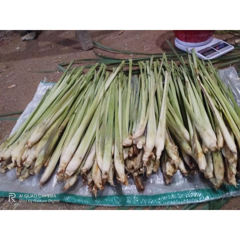 

Sereh/Serai Jumbo Segar