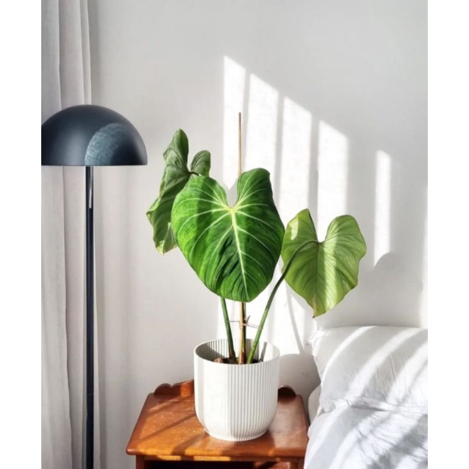 philodendron gloriosum - philo gloriosum - tanaman indoor / outdoor