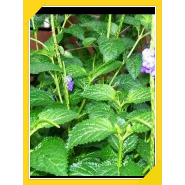 

daun jarong super segar/daun pecut kuda segar