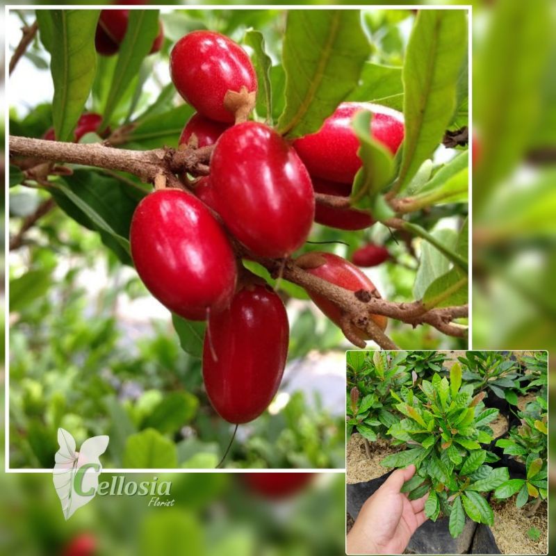 Bibit Tanaman Buah Ajaib Miracle Fruit / Miracle Berry pohon hidup - TitipBibit