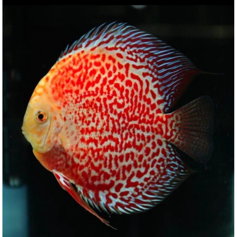 packing sytrofoam ikan discus snow leopard