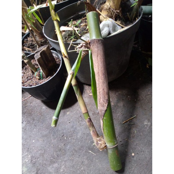 bambu petuk
