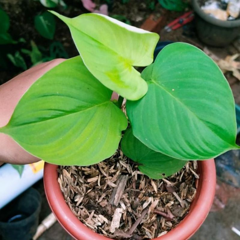Philodendron Fibrae